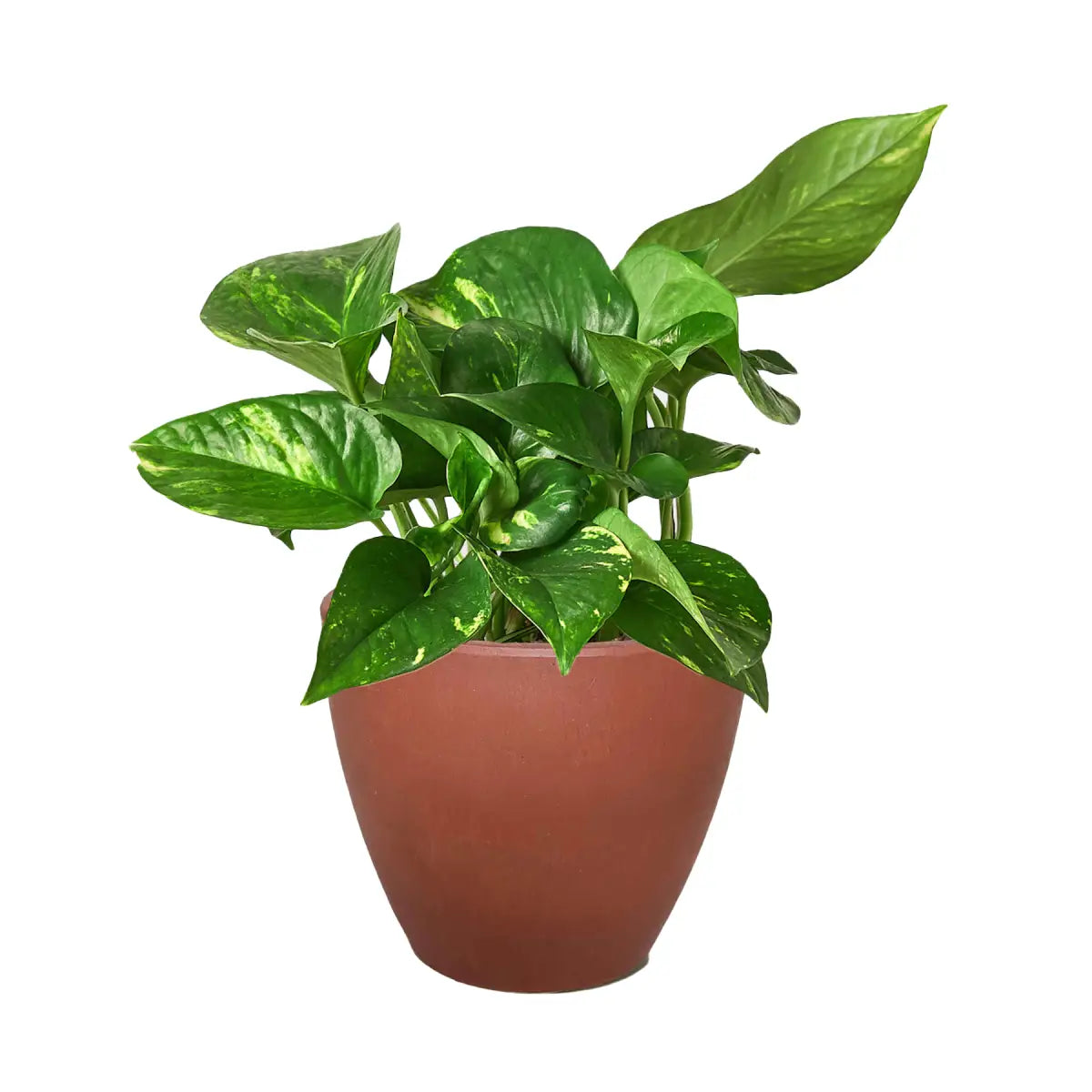 Pothos Plant - ’Golden’ - House Plant Shop