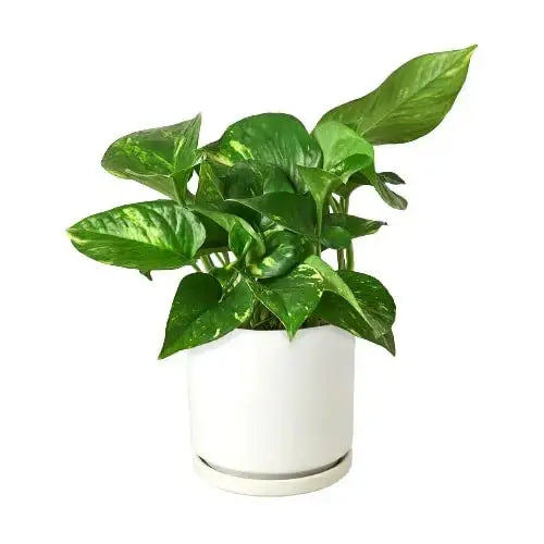 Pothos Plant - ’Golden’ - House Plant Shop