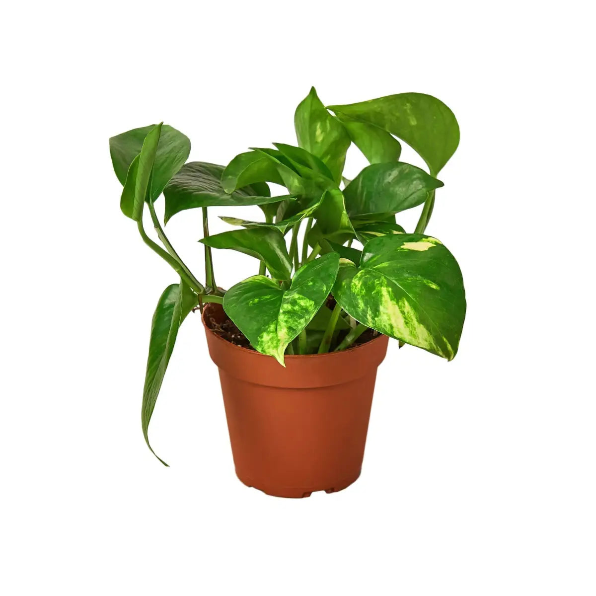 Pothos Plant - ’Golden’ - House Plant Shop