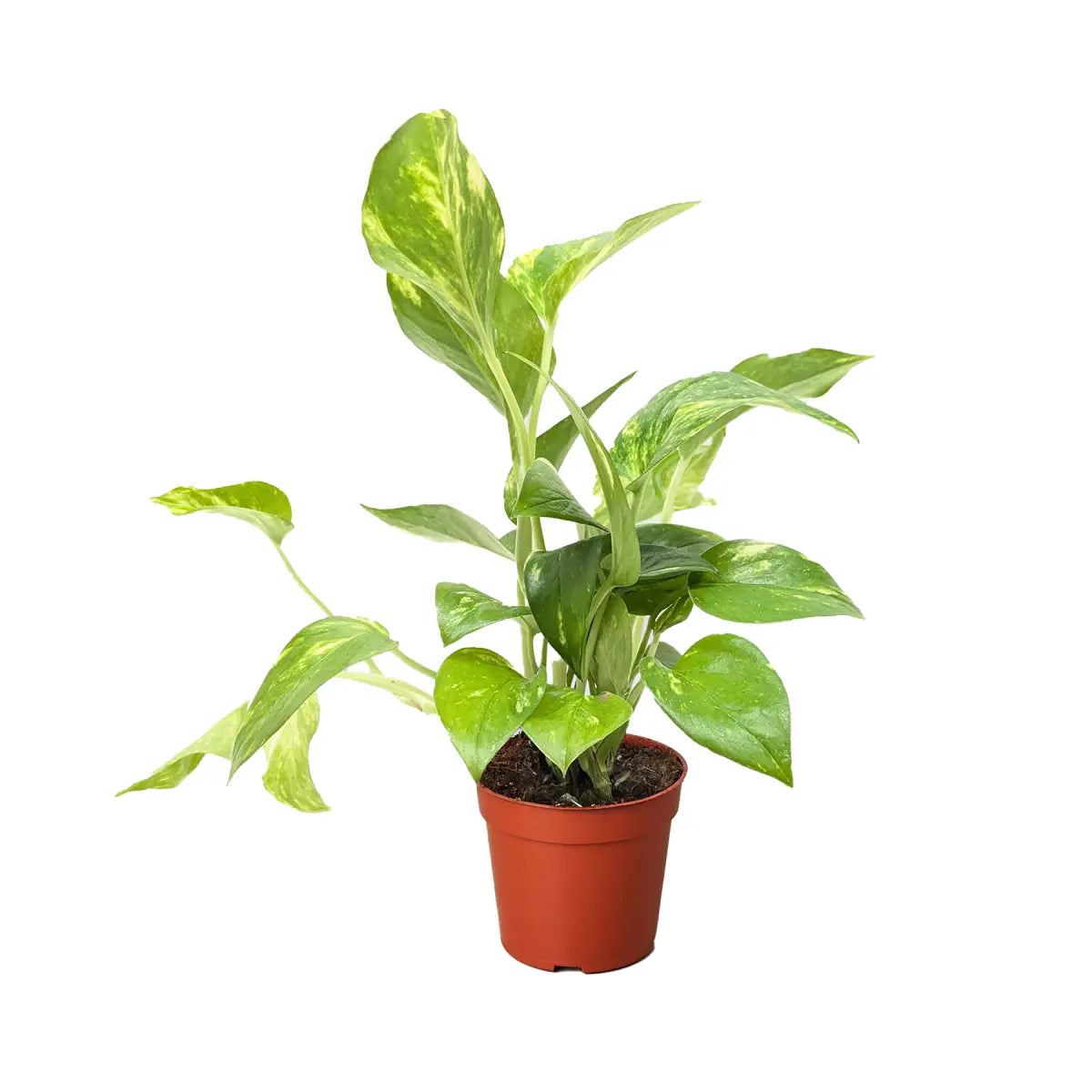 Pothos Plant - ’Golden’ - House Plant Shop