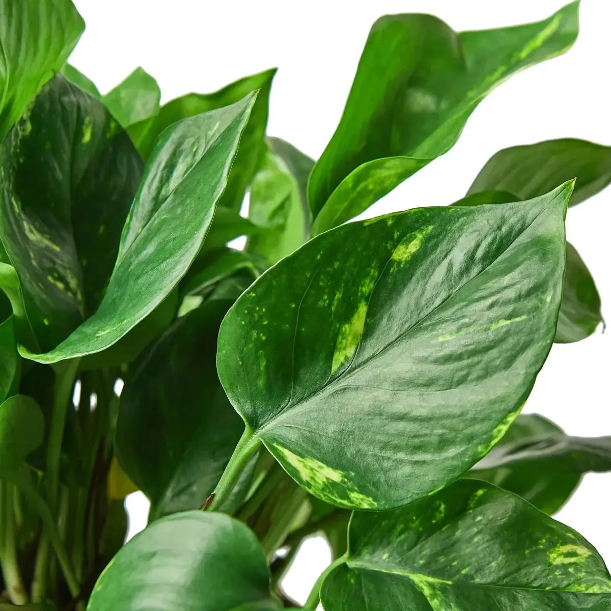 Pothos Plant - ’Golden’ - 3’’ Pot / Nursery Pot - House Plant Shop