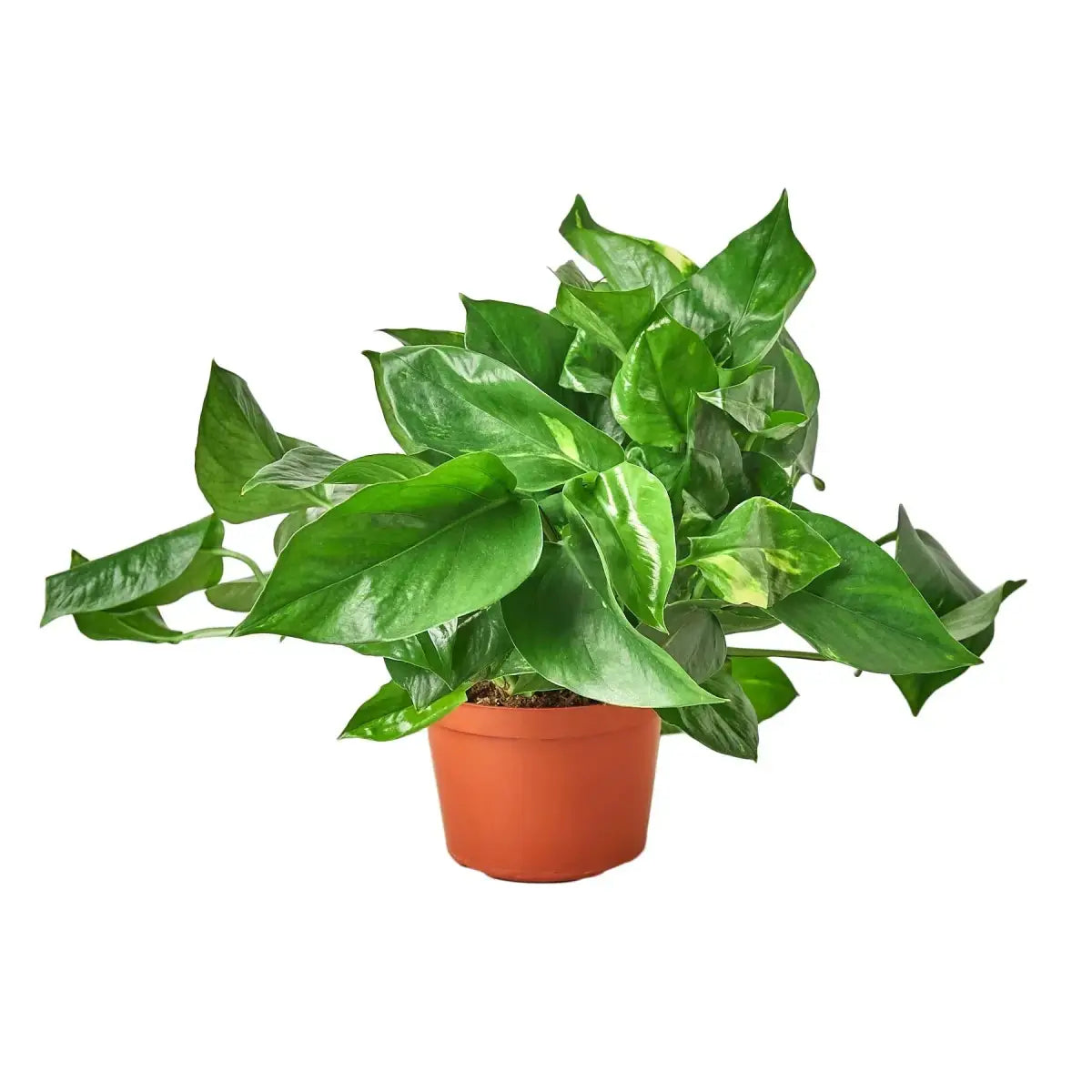 Pothos Plant - ’Golden’ - House Plant Shop