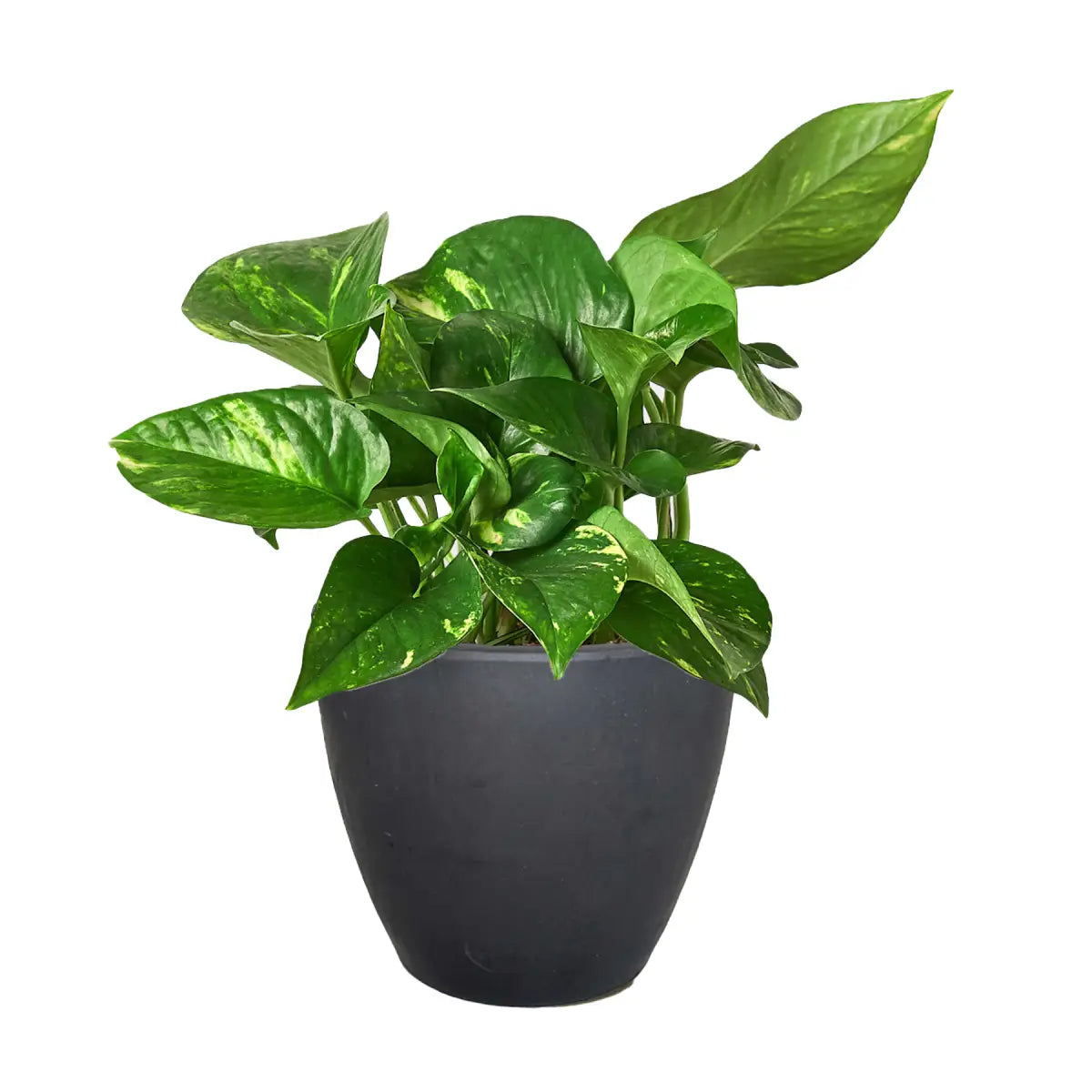 Pothos Plant - ’Golden’ - House Plant Shop