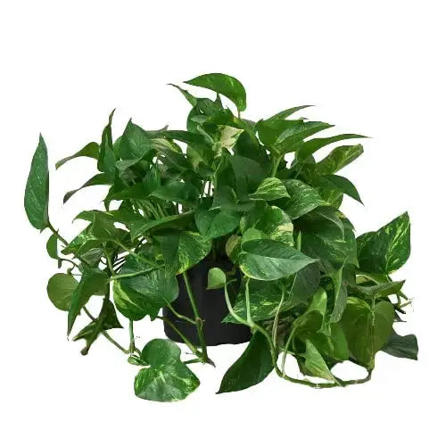 Pothos Plant - ’Golden’ - House Plant Shop
