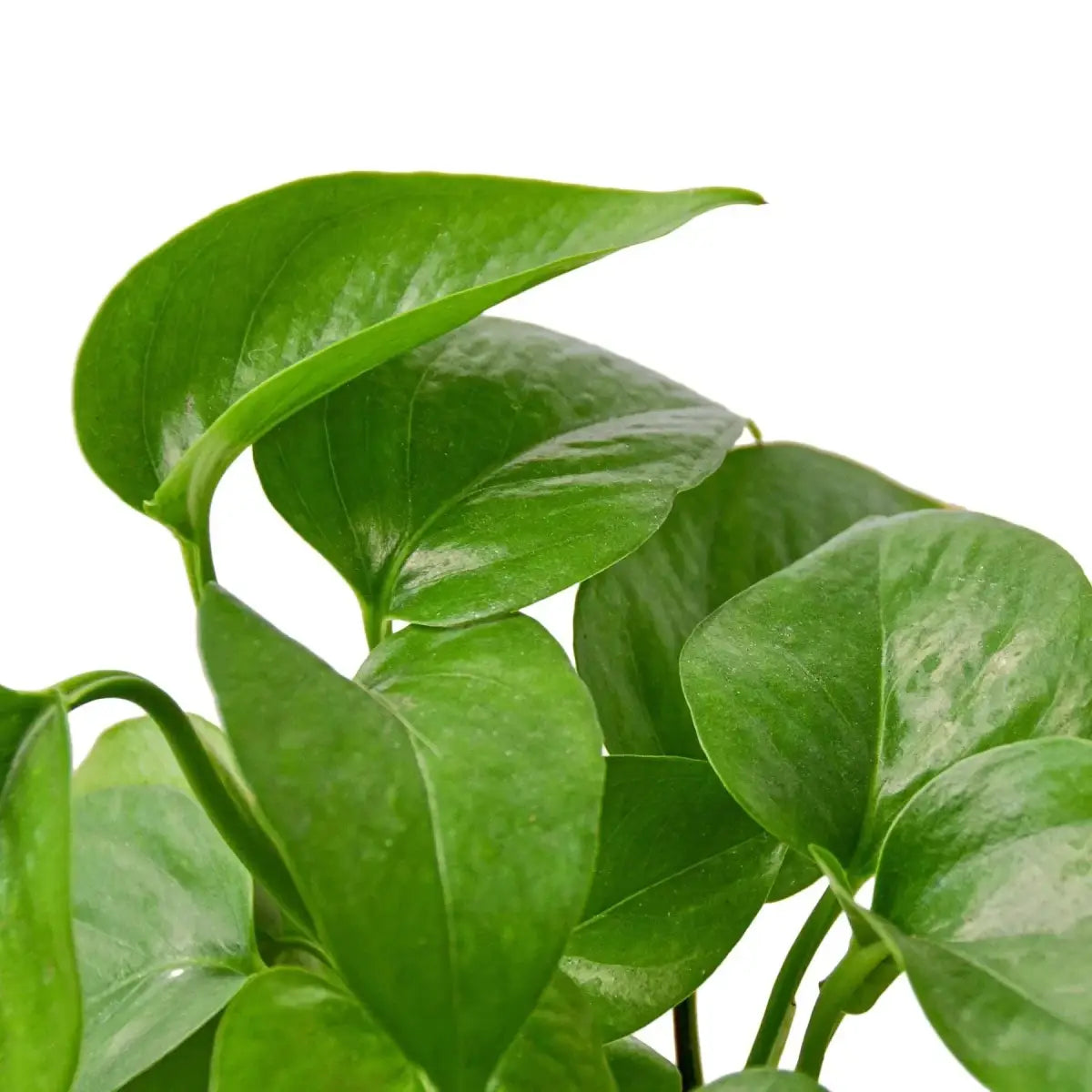 Pothos Plant - ’Green Queen’ - 3’’ Pot - House Plant Shop