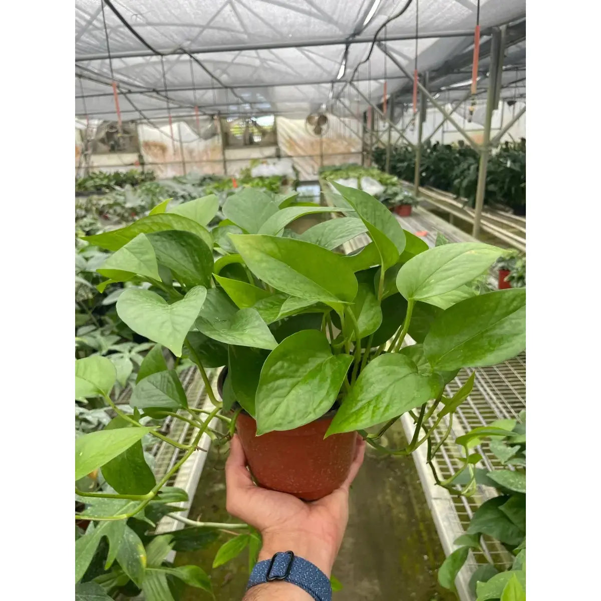 Pothos Plant - ’Green Queen’ - House Plant Shop