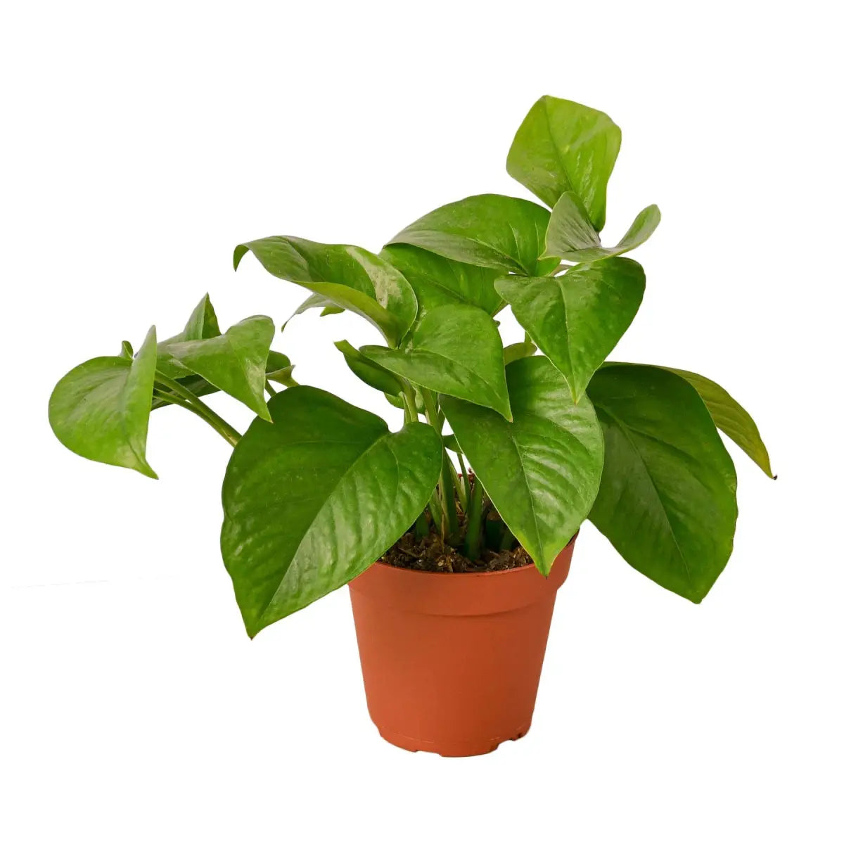 Pothos Plant - ’Green Queen’ - House Plant Shop