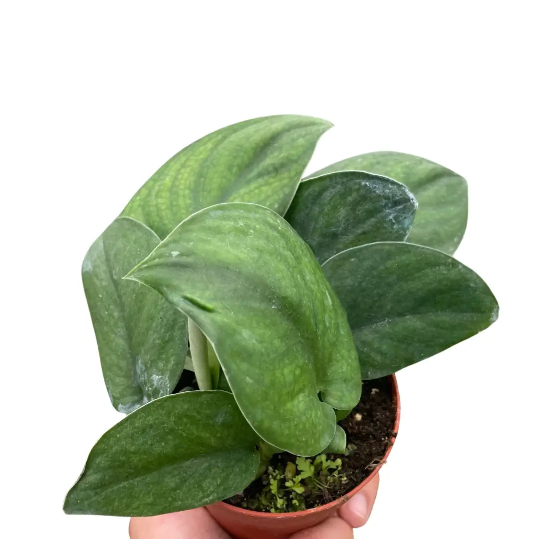 Pothos Plant - Jade Satin - 4’’ Pot - House Plant Shop