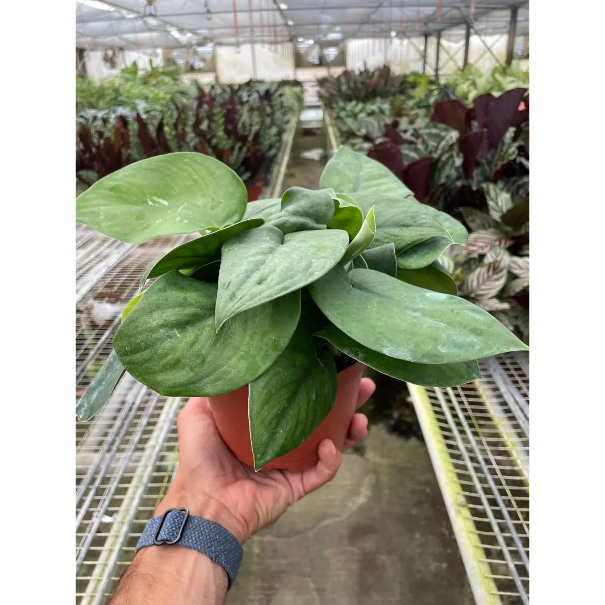 Pothos Plant - Jade Satin - House Plant Shop