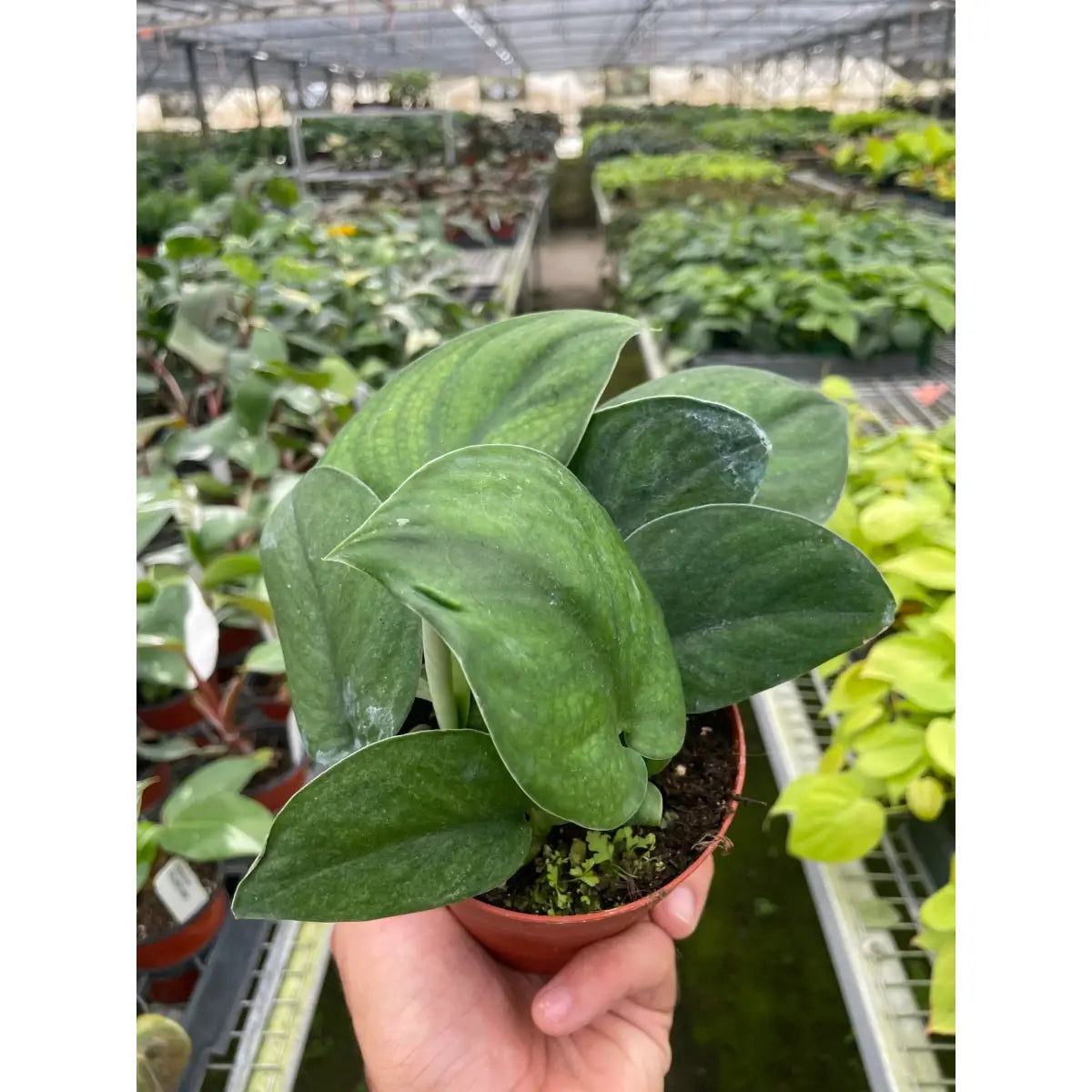 Pothos Plant - Jade Satin - House Plant Shop
