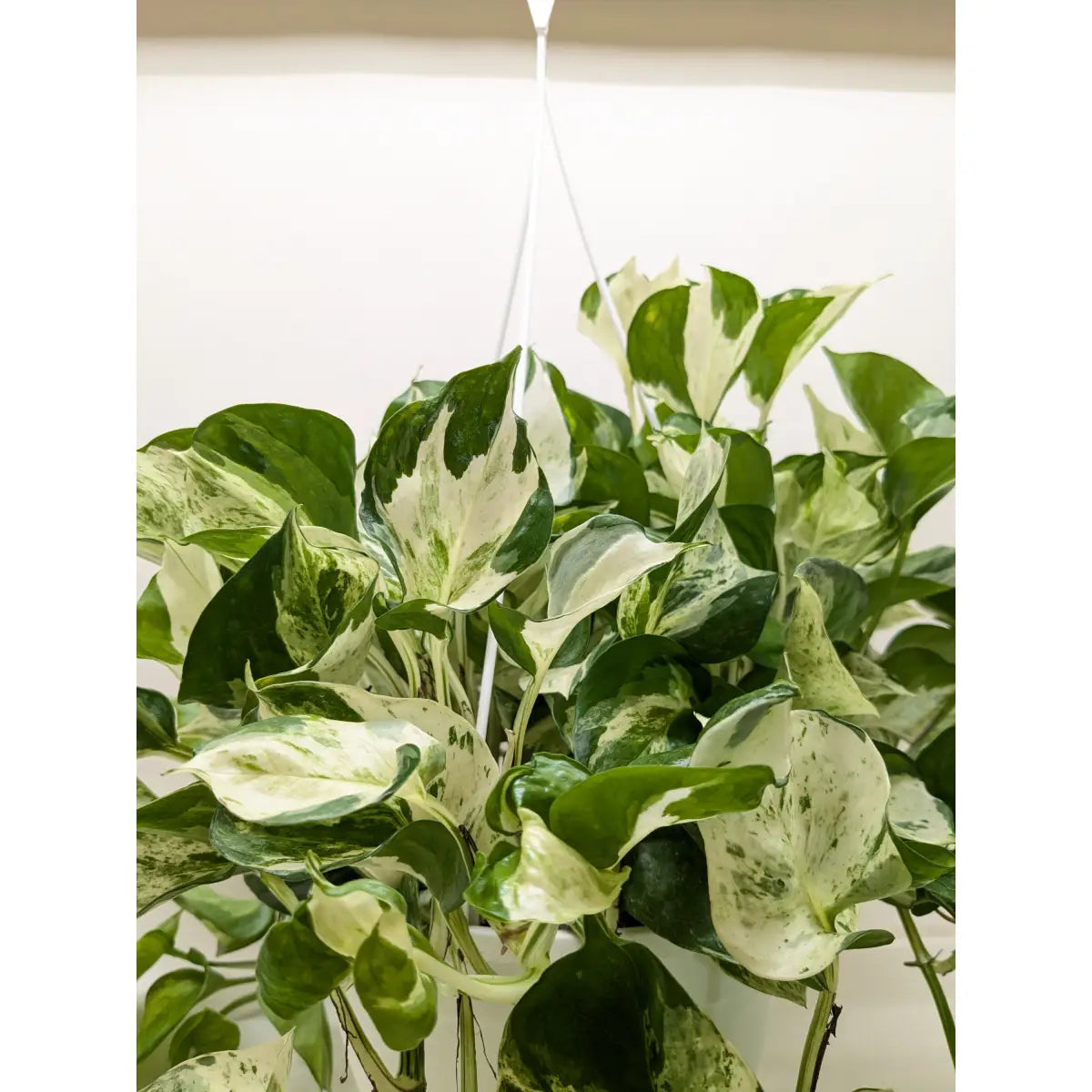 Pothos Manjula | Variegated Trailing Plant with Marble Leaves | House Plant Shop - House Plant Shop