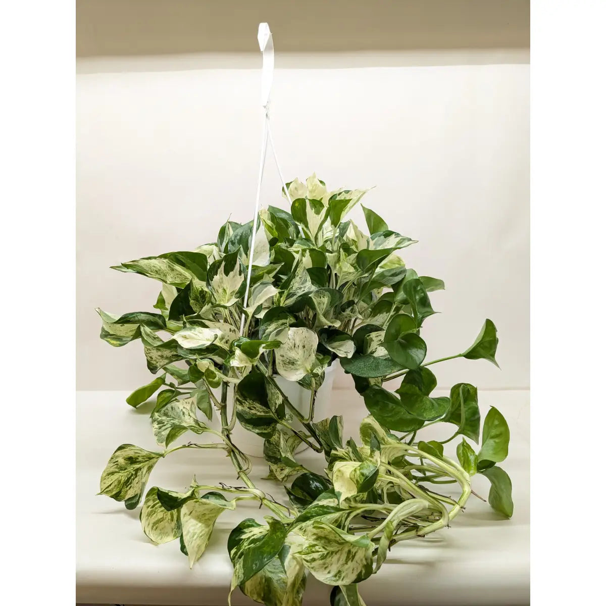 Pothos Manjula | Variegated Trailing Plant with Marble Leaves | House Plant Shop - House Plant Shop
