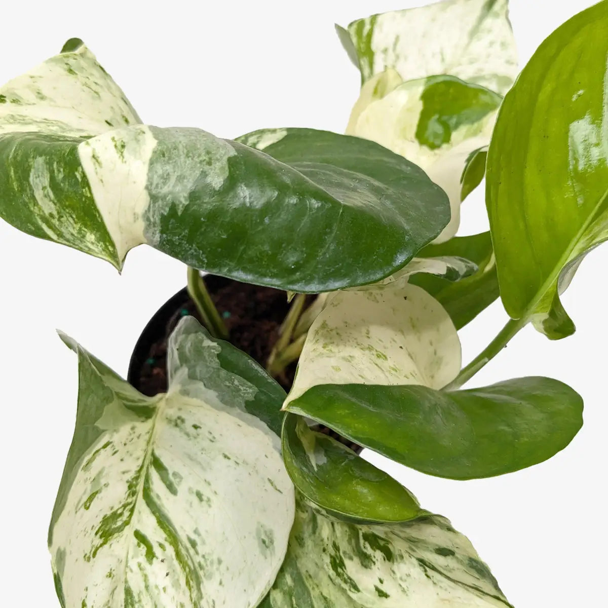 Pothos Manjula | Variegated Trailing Plant with Marble Leaves | House Plant Shop - House Plant Shop
