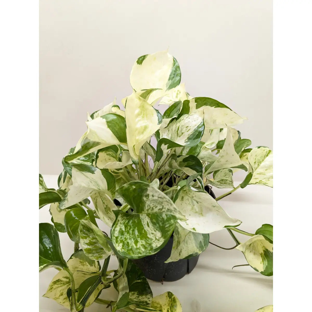 Pothos Manjula | Variegated Trailing Plant with Marble Leaves | House Plant Shop - House Plant Shop