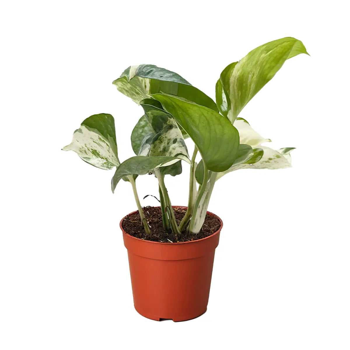 Pothos Manjula | Variegated Trailing Plant with Marble Leaves | House Plant Shop - House Plant Shop