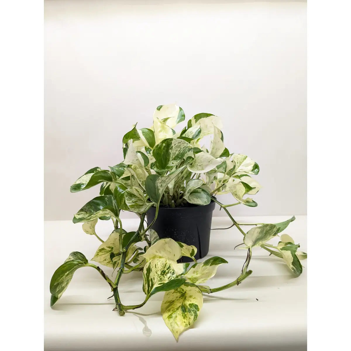 Pothos Manjula | Variegated Trailing Plant with Marble Leaves | House Plant Shop - House Plant Shop