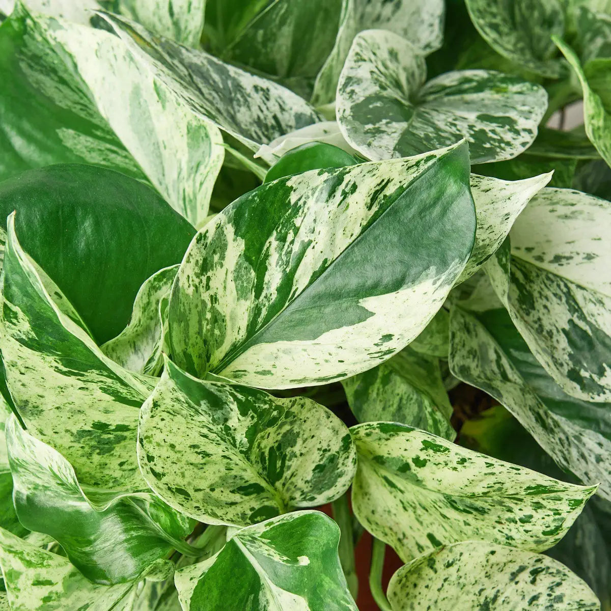Pothos Plant - ’Marble Queen’ - House Plant Shop