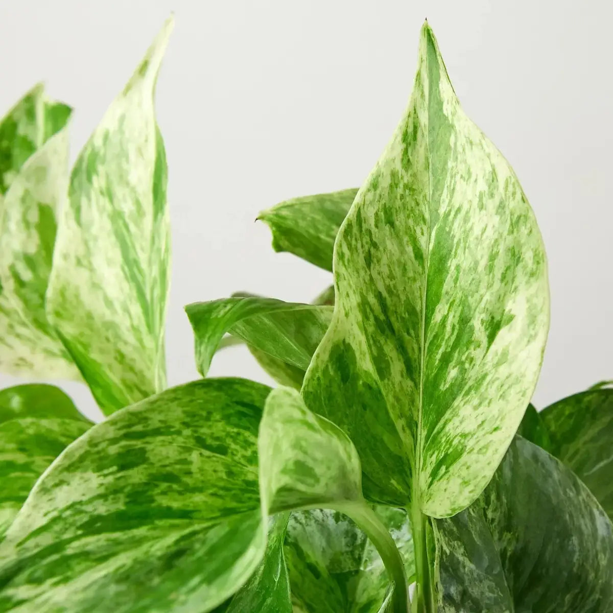 Pothos Plant - ’Marble Queen’ - 3’’ Pot / Nursery - House Plant Shop