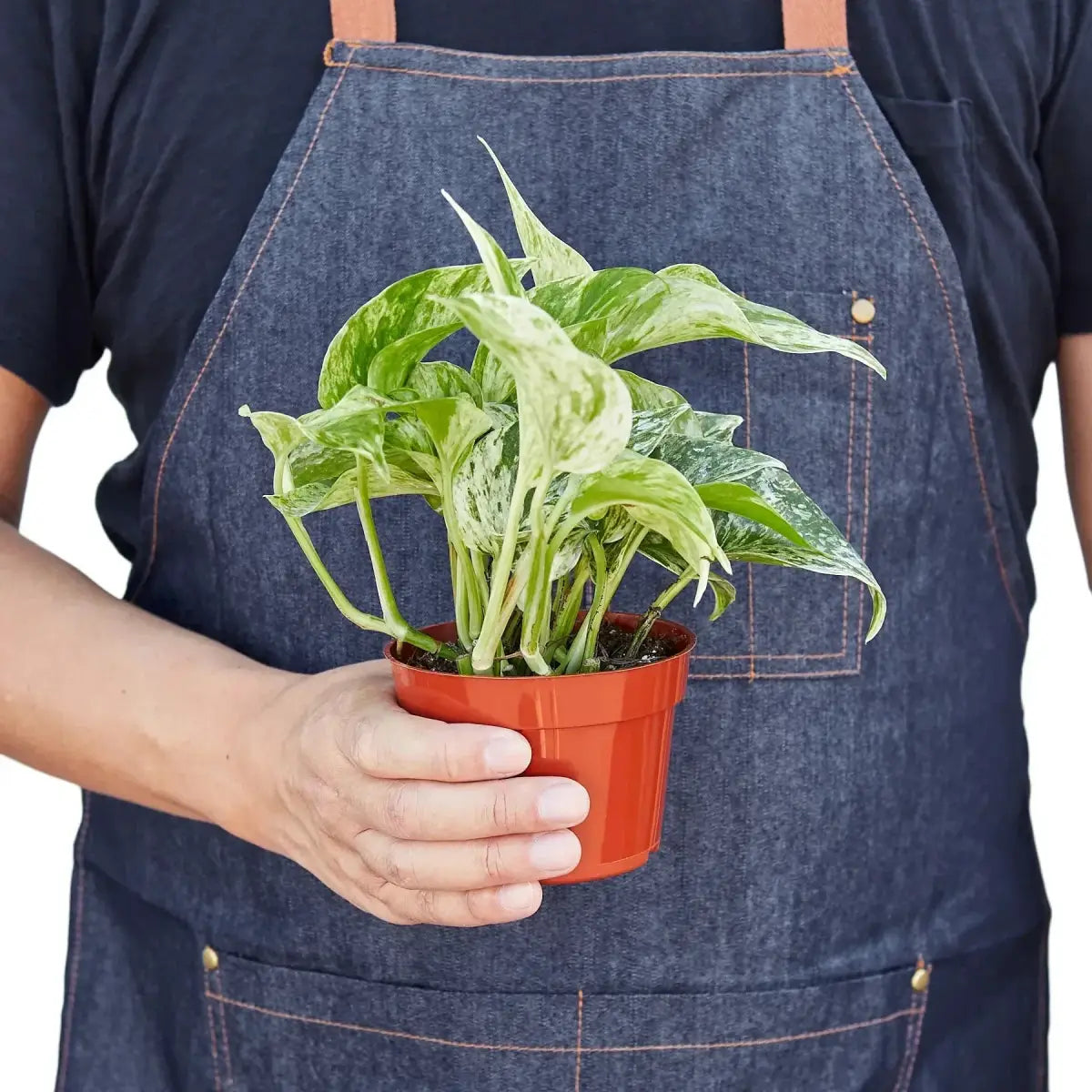 Pothos Plant - ’Marble Queen’ - House Plant Shop
