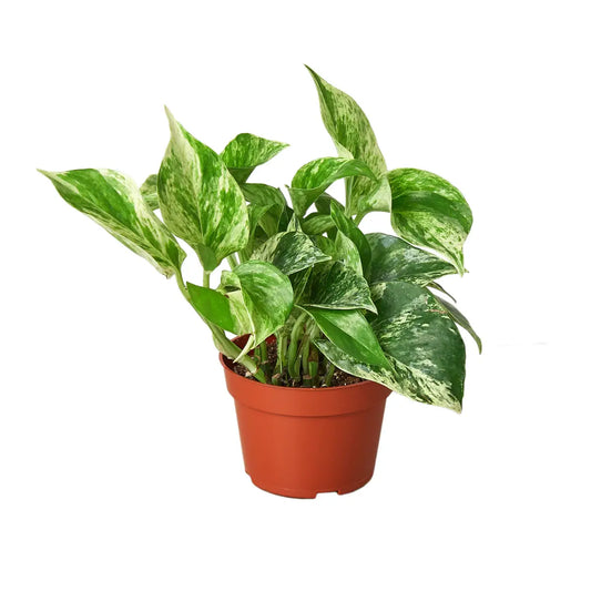 Pothos Plant - ’Marble Queen’ - House Plant Shop