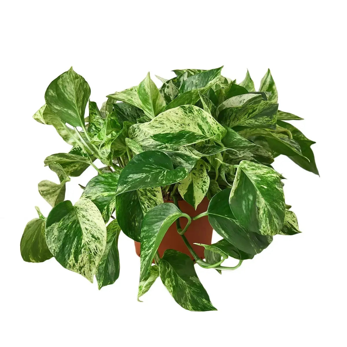 Pothos Plant - ’Marble Queen’ - House Plant Shop