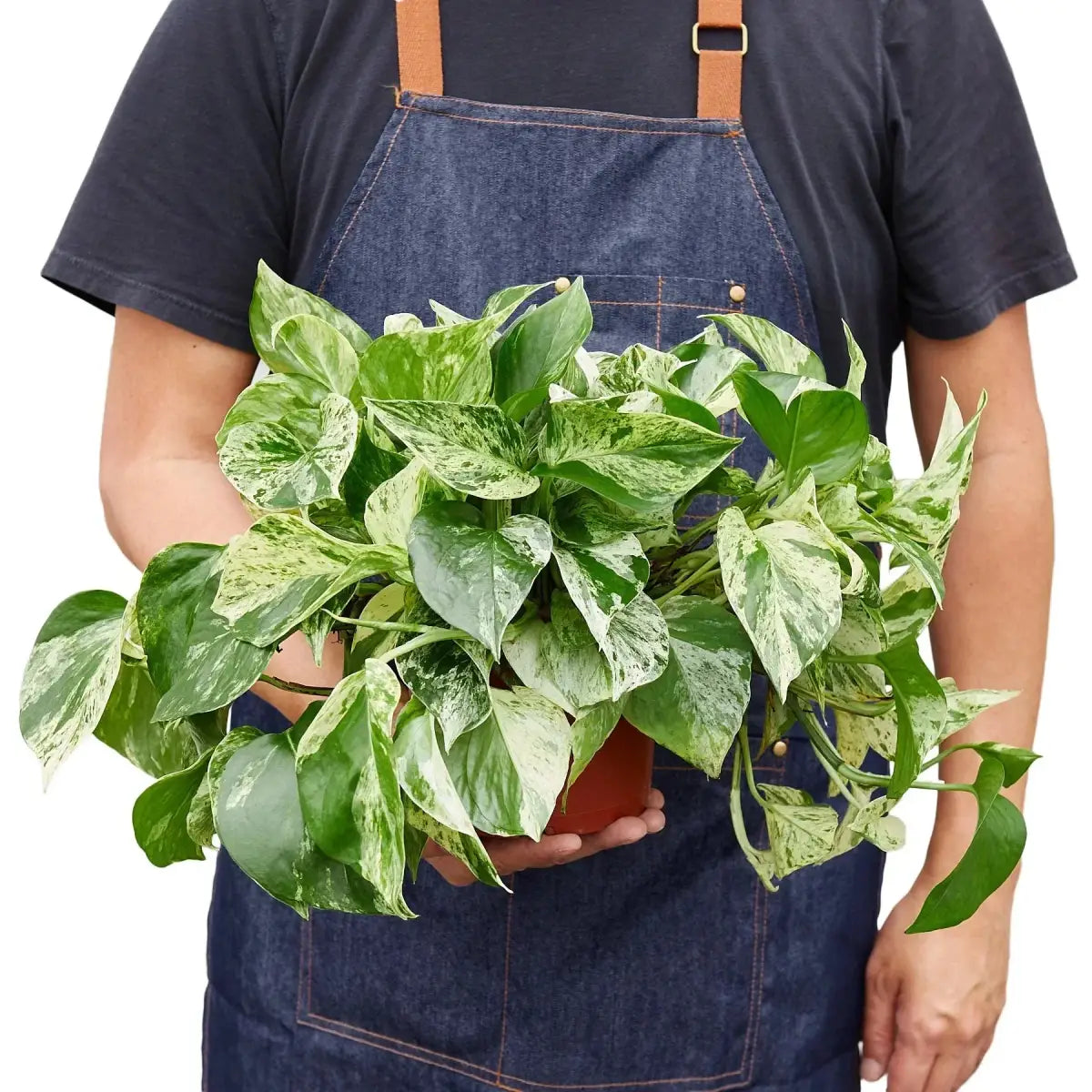 Pothos Plant - ’Marble Queen’ - House Plant Shop