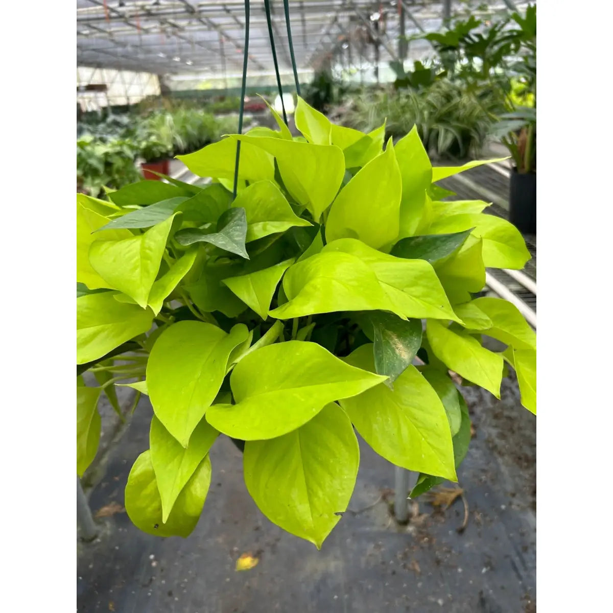 Pothos ’Neon’ Plant - House Plant Shop