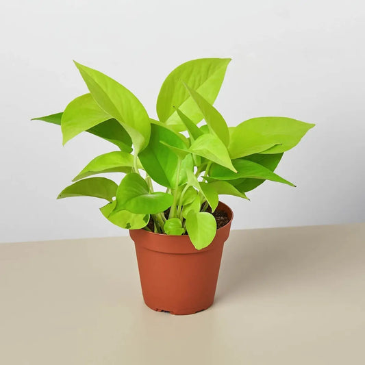 Pothos ’Neon’ Plant - House Plant Shop