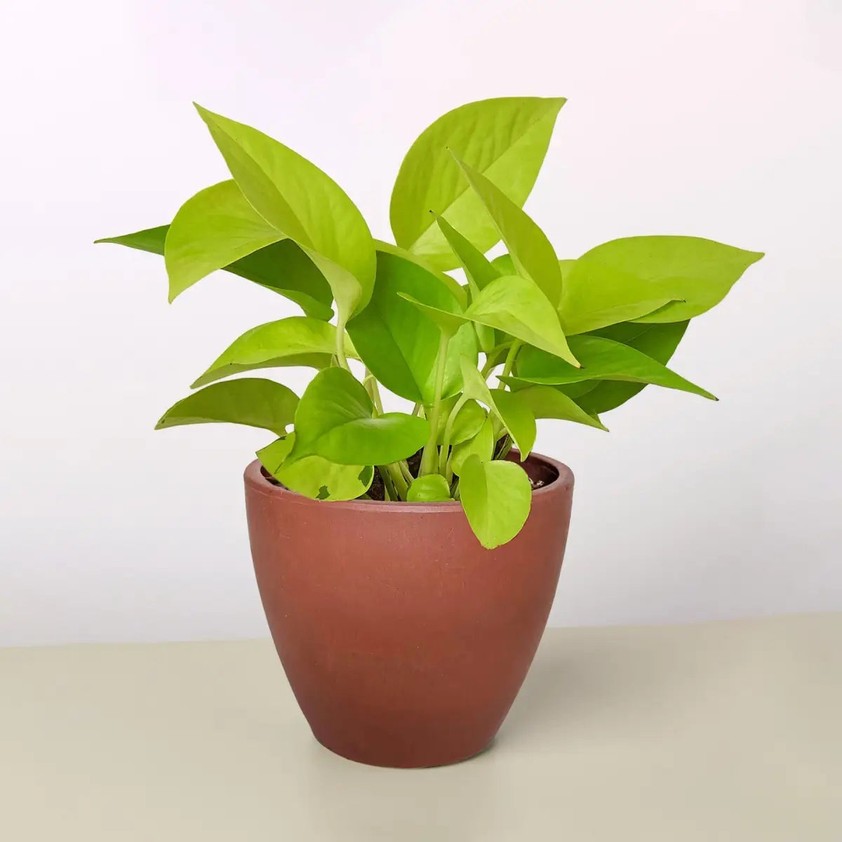Pothos ’Neon’ Plant - House Plant Shop