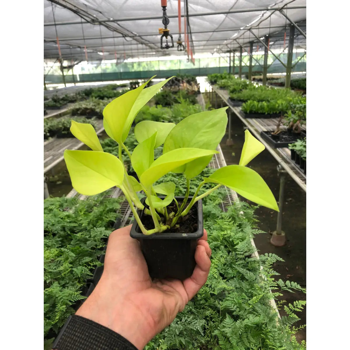 Pothos ’Neon’ Plant - House Plant Shop