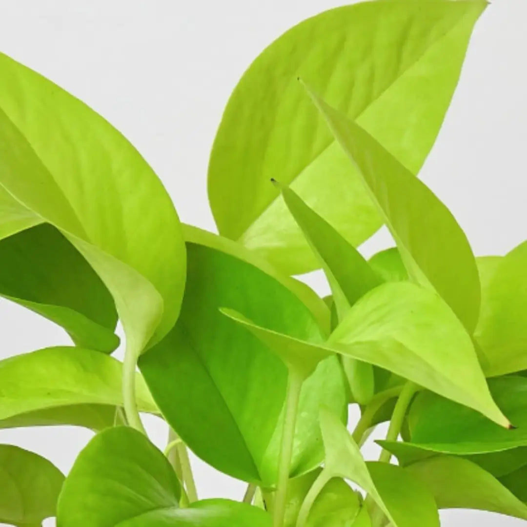 Pothos ’Neon’ Plant - 3’’ Pot / Nursery - House Plant Shop