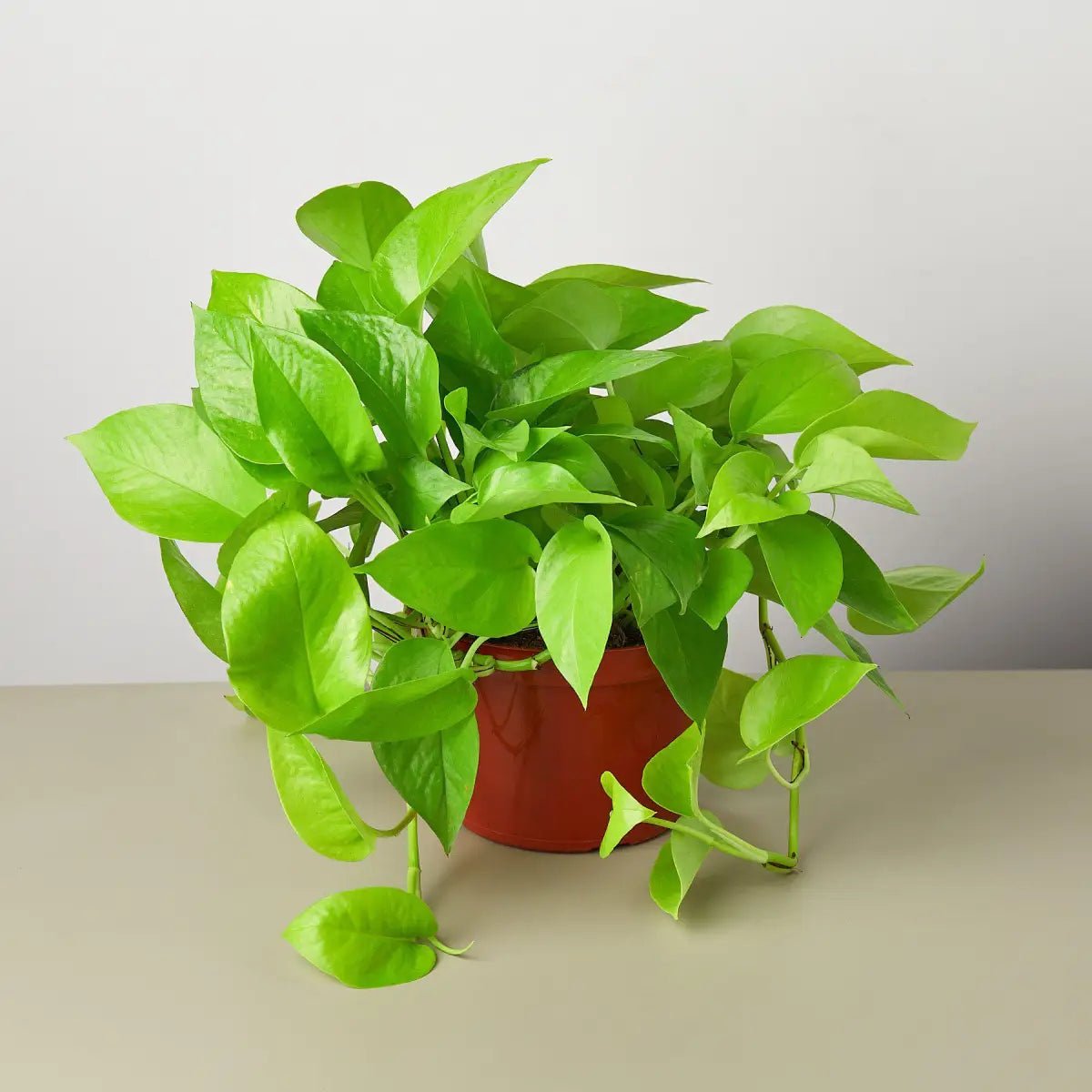 Pothos ’Neon’ Plant - House Plant Shop