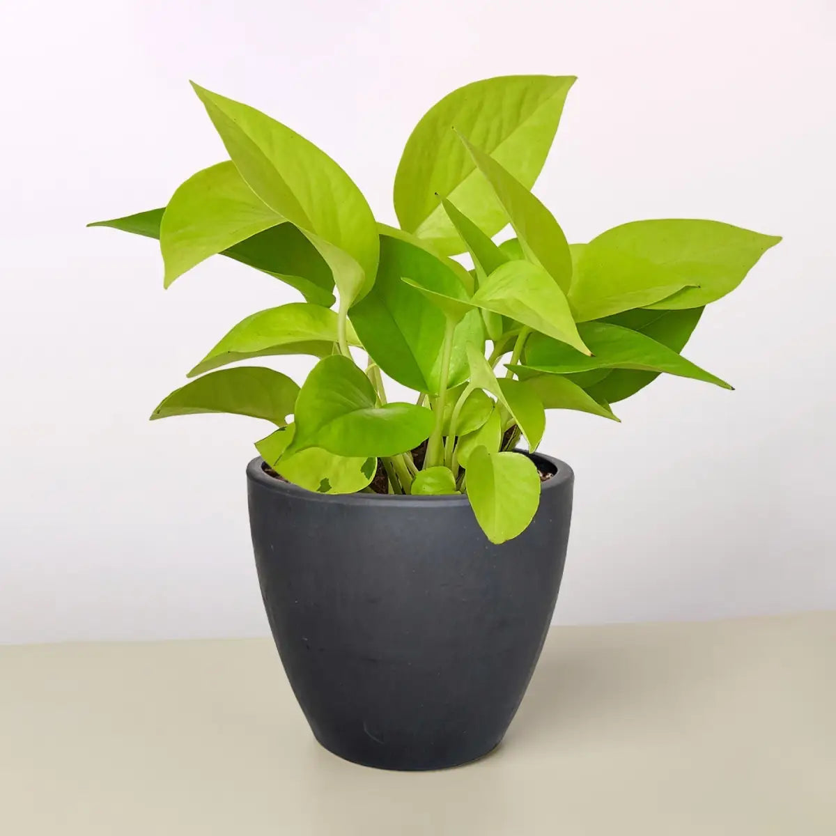 Pothos ’Neon’ Plant - House Plant Shop