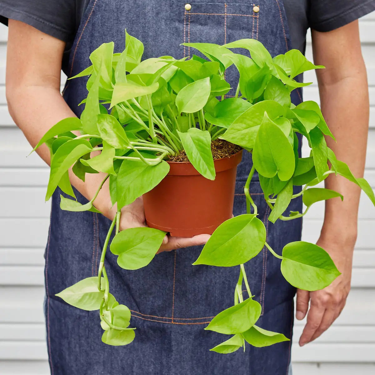 Pothos ’Neon’ Plant - House Plant Shop