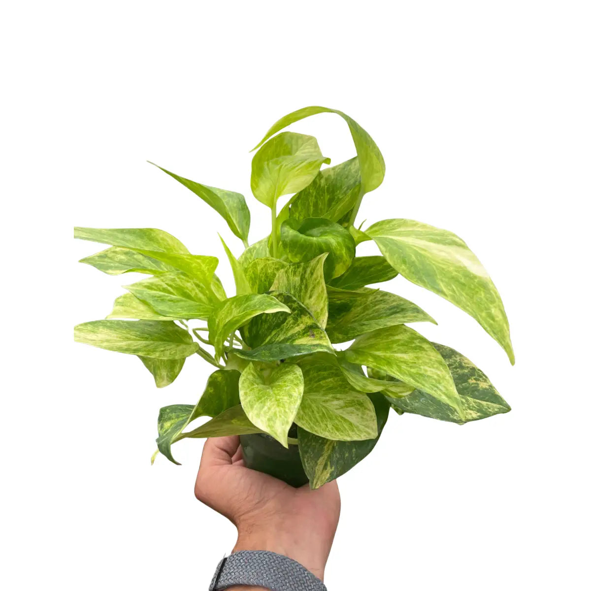 Pothos ’Neon Queen’ - House Plant Shop