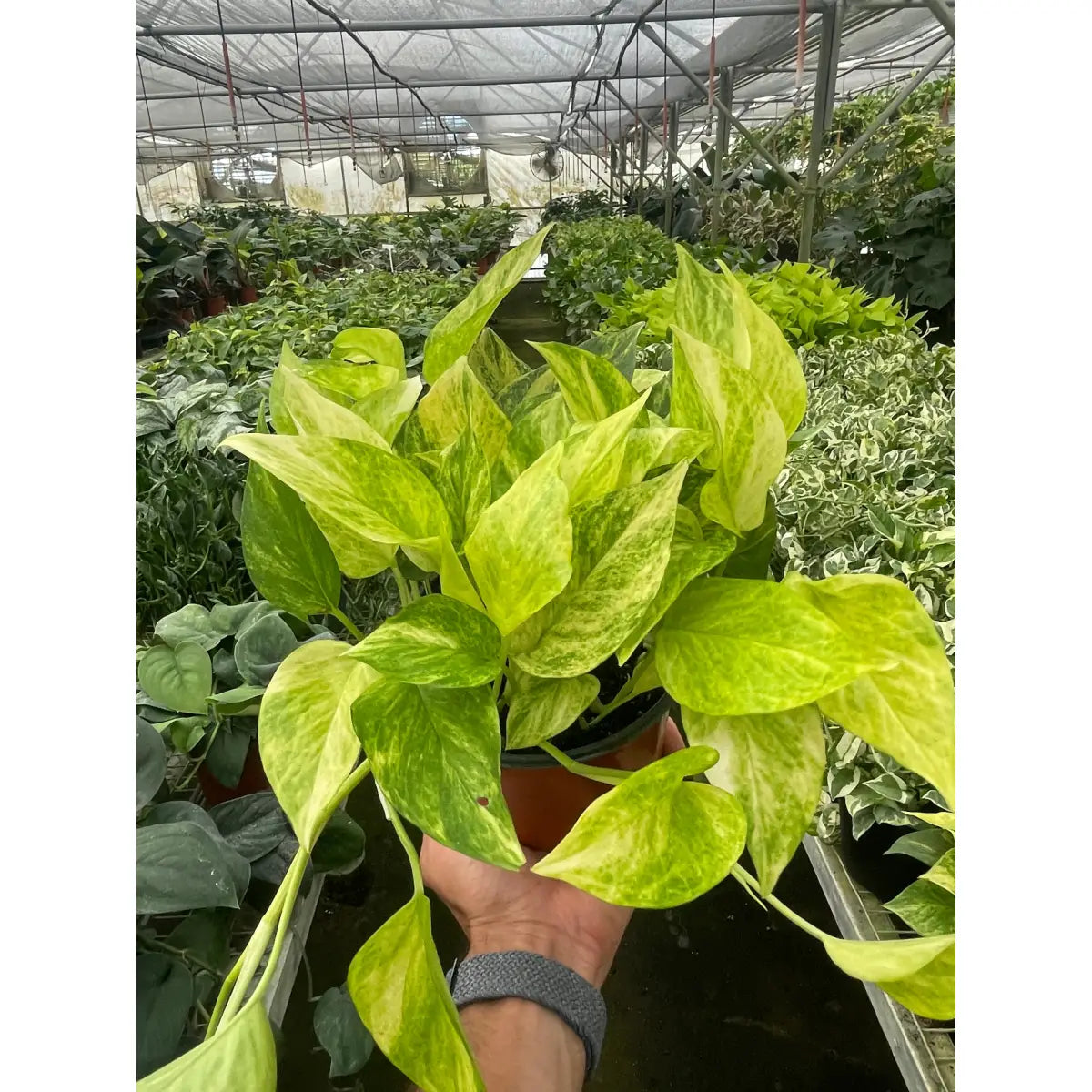 Pothos ’Neon Queen’ - House Plant Shop