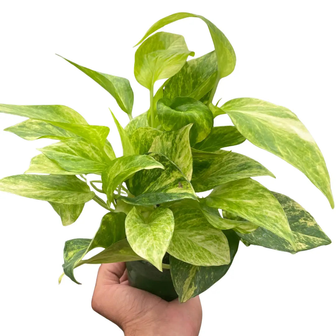 Pothos ’Neon Queen’ - House Plant Shop