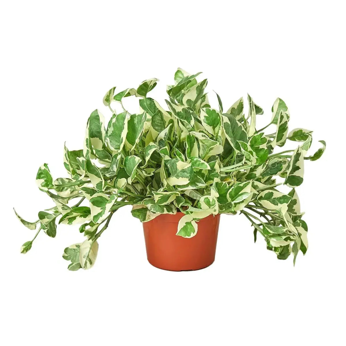 Pothos ’N’joy’ - House Plant Shop