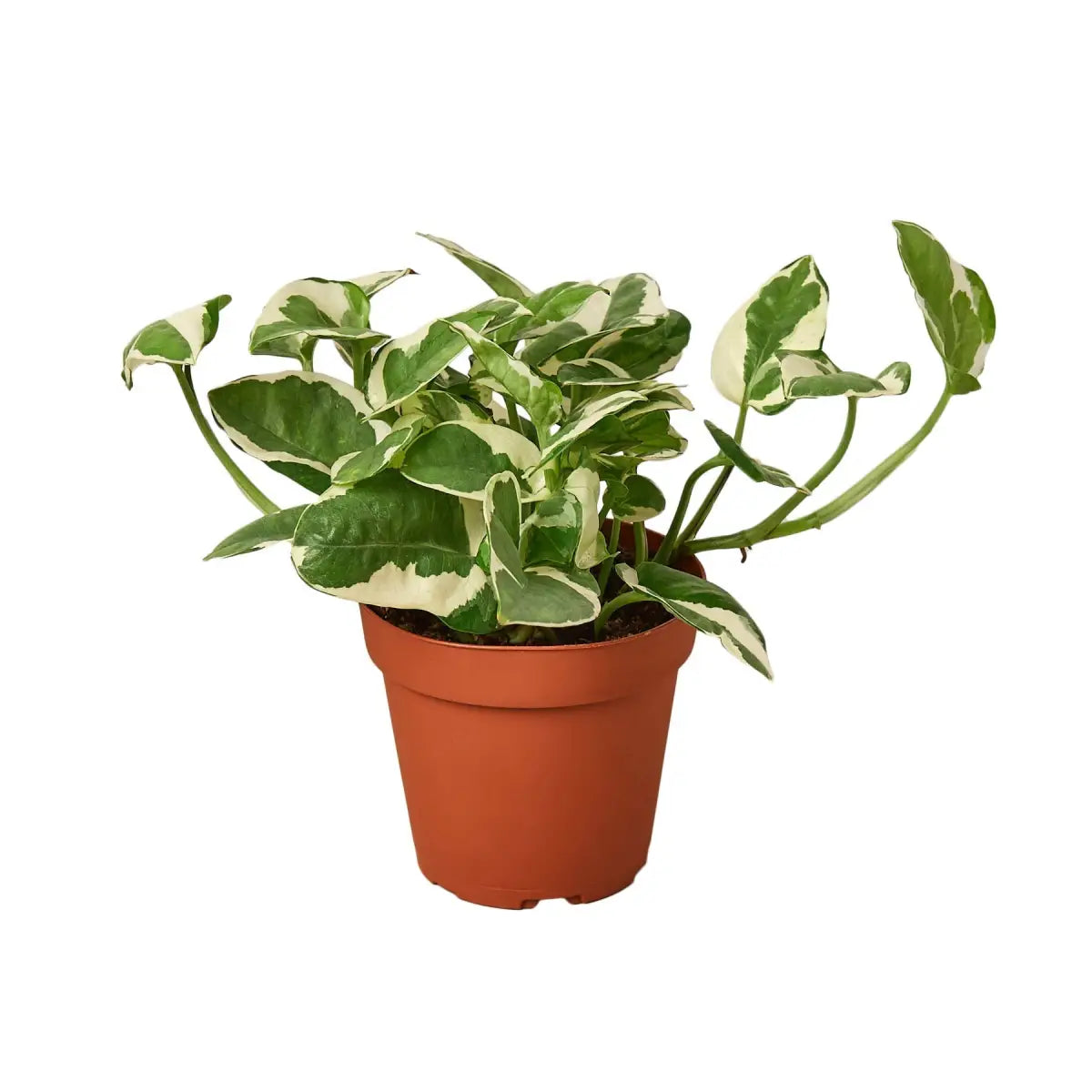 Pothos ’N’joy’ - House Plant Shop