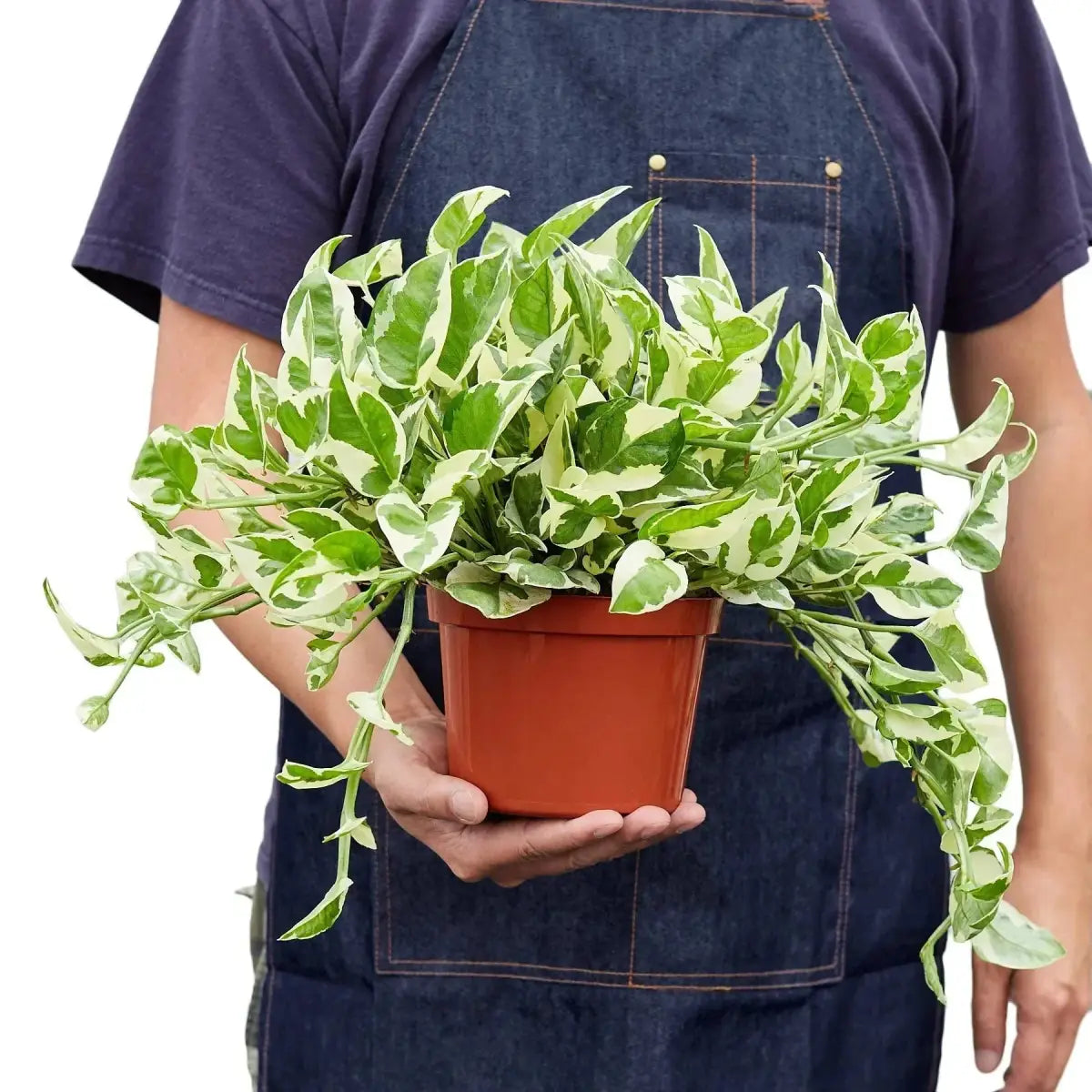 Pothos ’N’joy’ - House Plant Shop