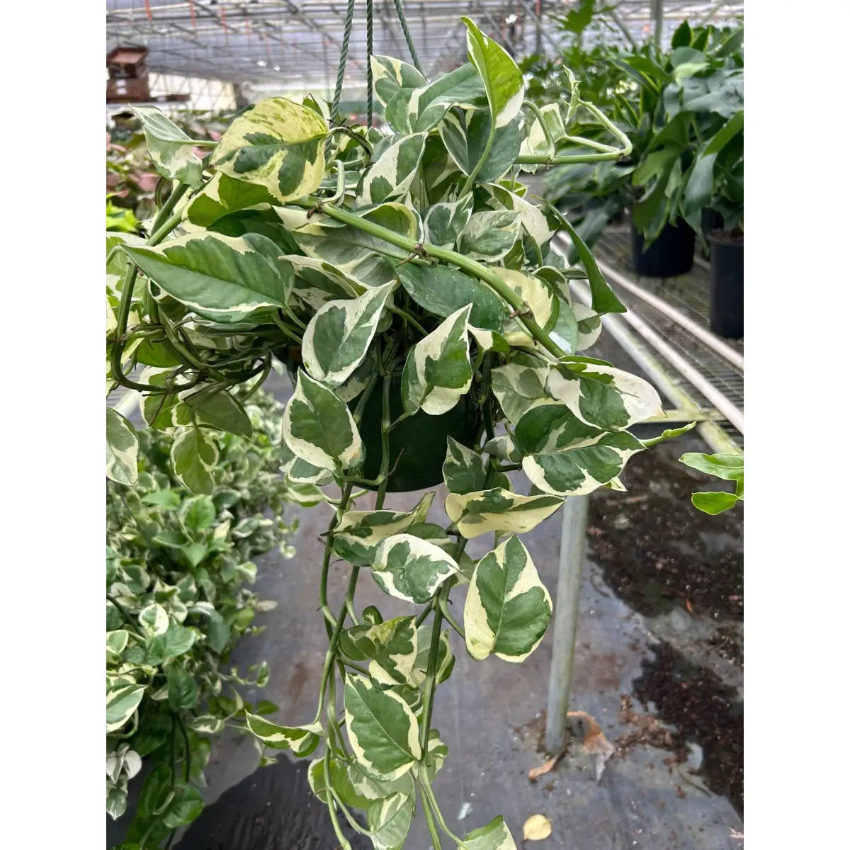 Pothos ’N’joy’ - House Plant Shop