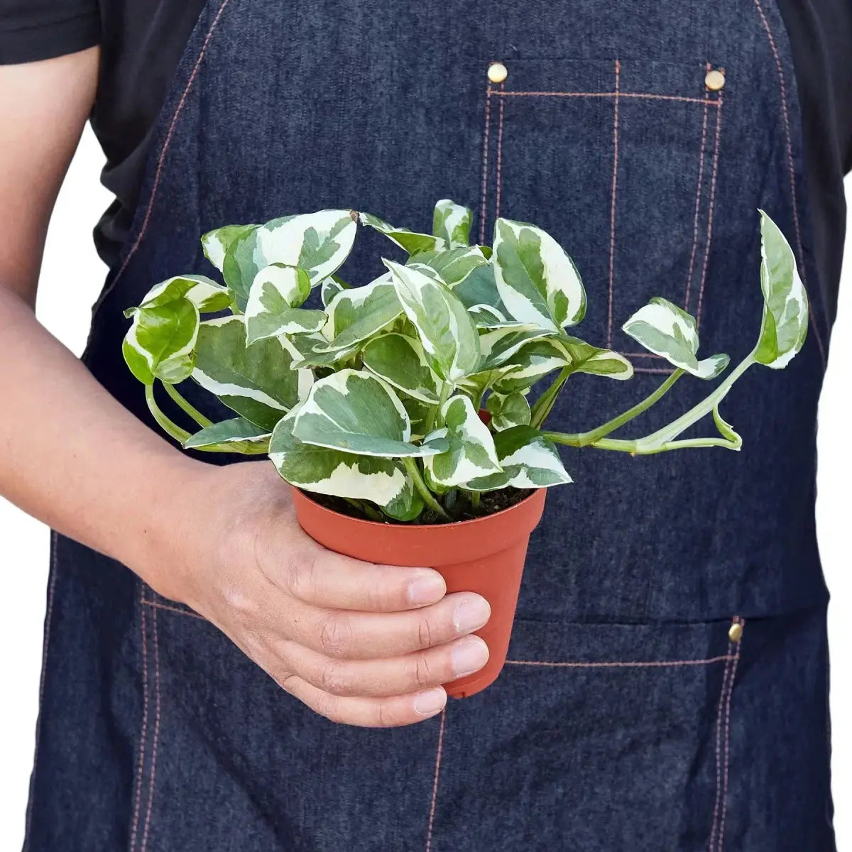 Pothos ’N’joy’ - House Plant Shop