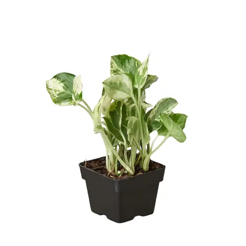 Pothos ’N’joy’ - House Plant Shop