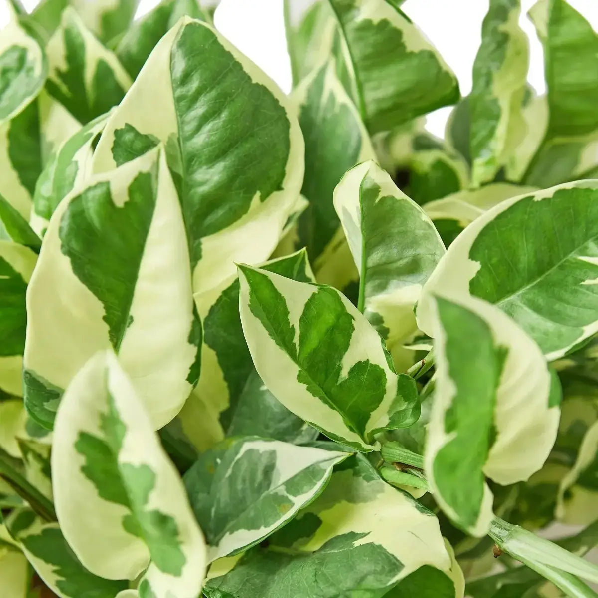 Pothos ’N’joy’ - House Plant Shop