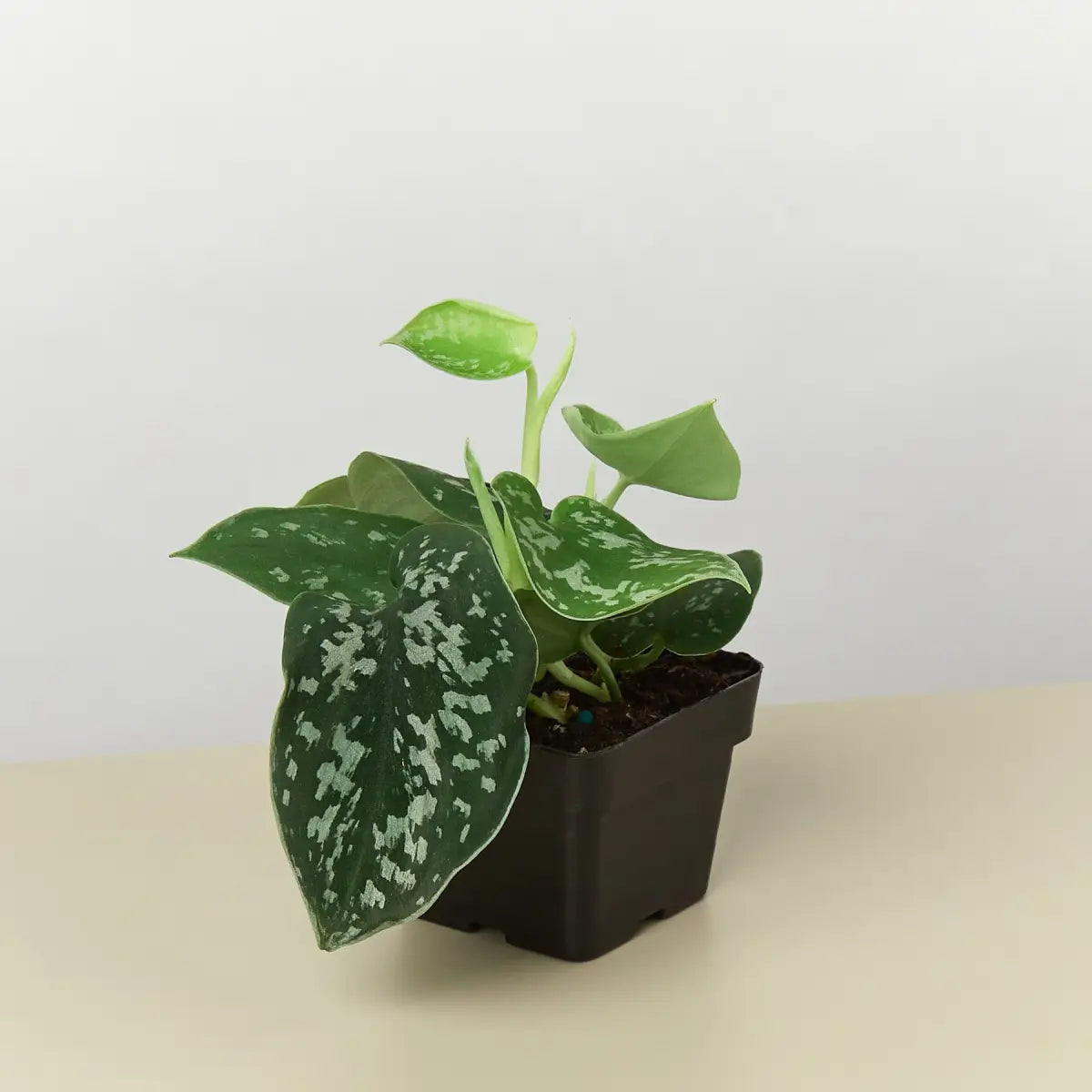 Pothos ’Satin’ Plant - House Plant Shop