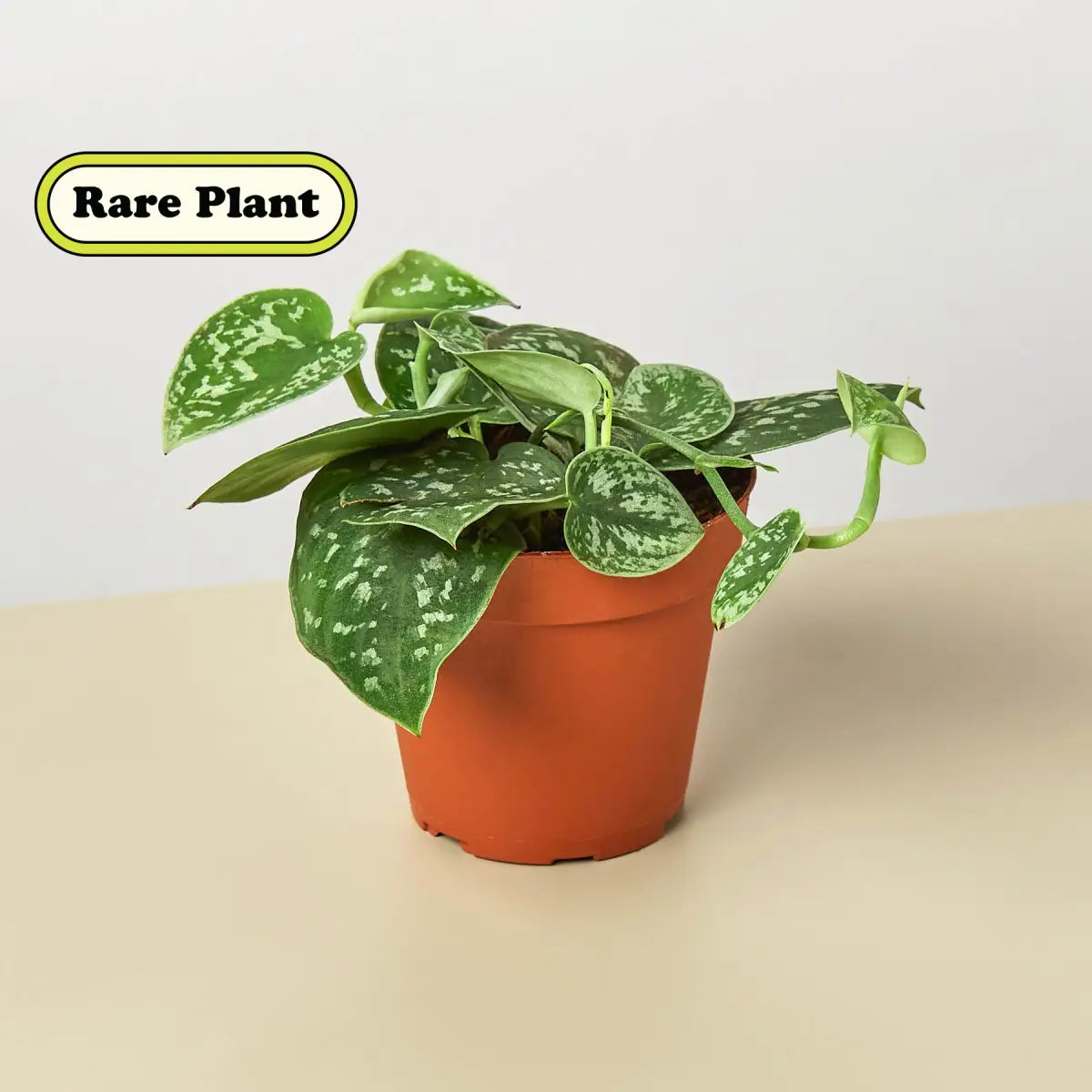 Pothos ’Satin’ Plant - House Plant Shop
