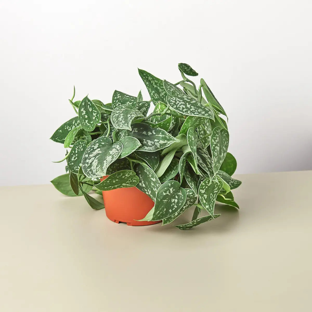 Pothos ’Satin’ Plant - House Plant Shop