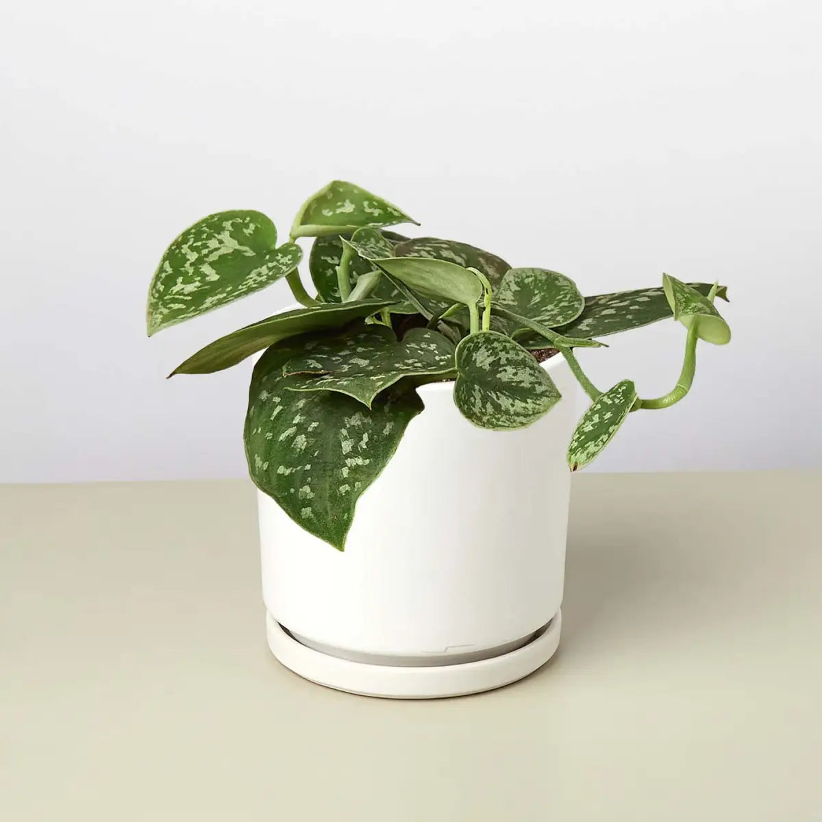 Pothos ’Satin’ Plant - House Plant Shop