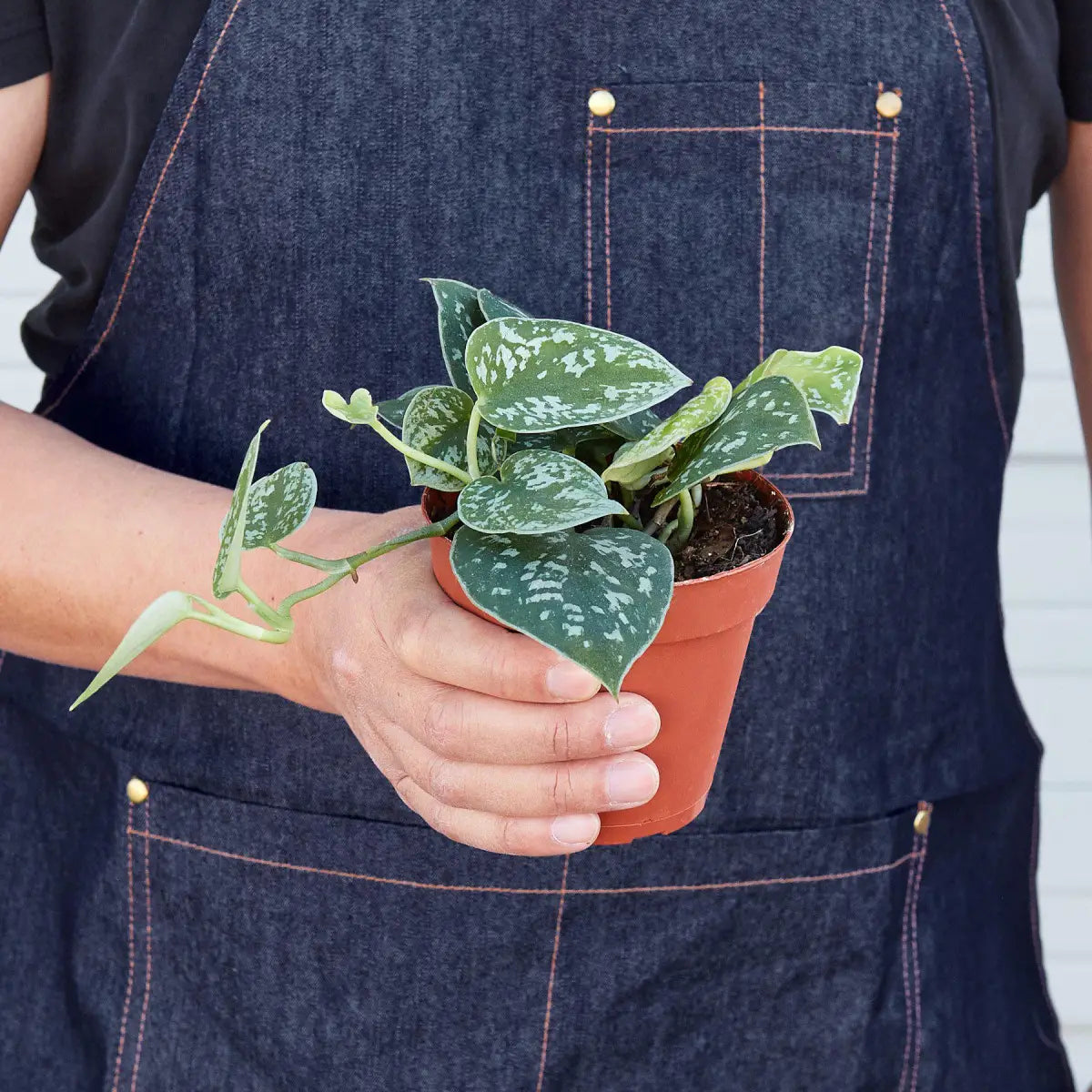 Pothos ’Satin’ Plant - House Plant Shop