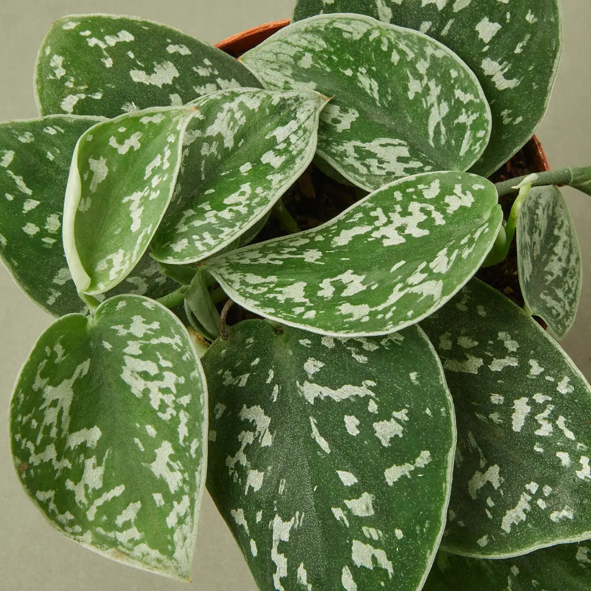 Pothos ’Satin’ Plant - House Plant Shop